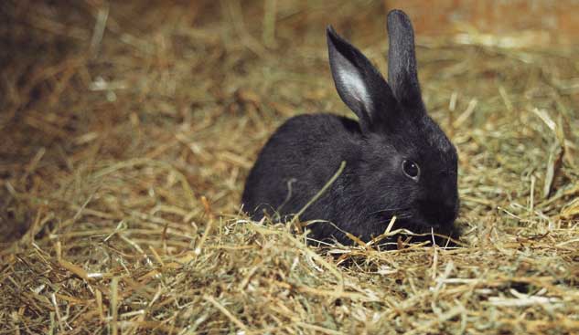 Conejos bebés negros - Imagui