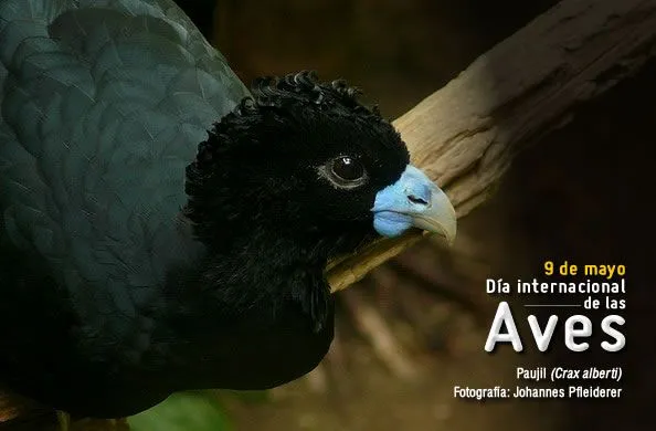 9 de mayo - Día Internacional de las Aves ~ Blog de Mayra Falcón