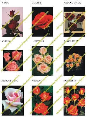 Mayoristas de Flores: Catalogo de Rosas