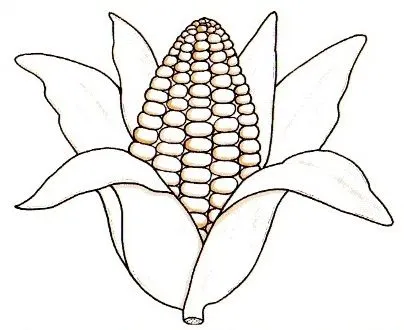 Dibujos de elotes para colorear - Imagui