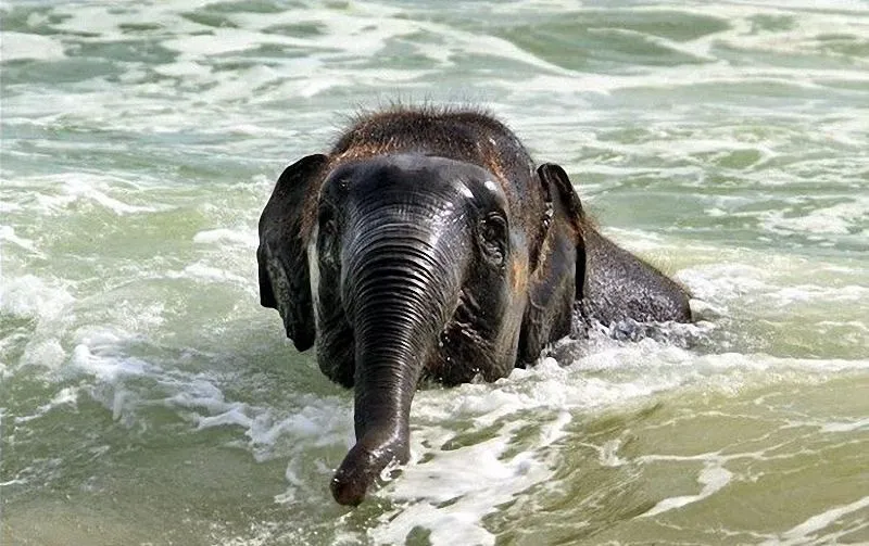 MCBARREIRO - Carolina Barreiro: UNA CRIA DE ELEFANTE JUGANDO EN LA ...