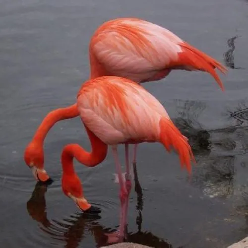 LAS MEDIAS DE LOS FLAMENCOS | El Rincón de Susu