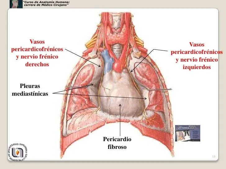 Mediastino