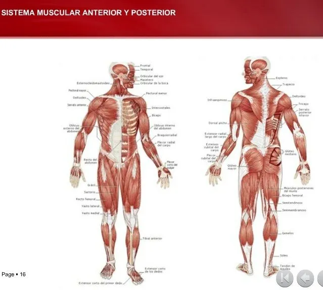 El Sistema Muscular ~ medicina