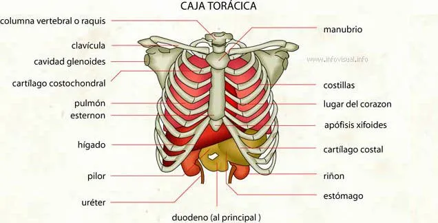 medicina: conocimientos para todos: marzo 2012