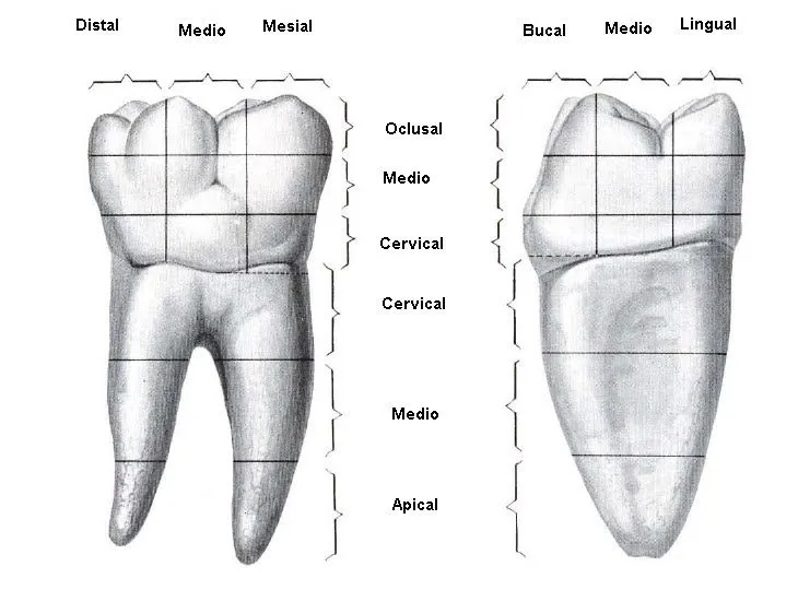 Medicina: enero 2011