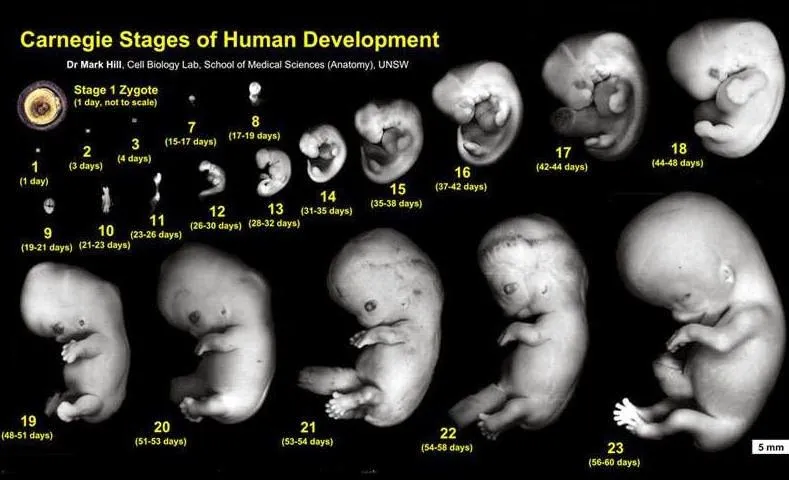 Medicina y Farmacología: Embriogénesis humana