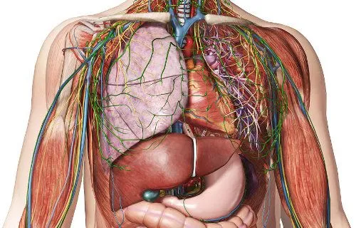 Somos Medicina: Recursos de Medicina: Atlas de anatomía humana online