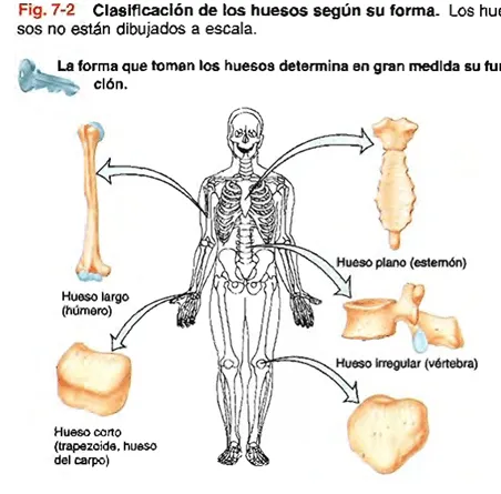 Medicina Para Todos: Sistema Esqueletico generalidades