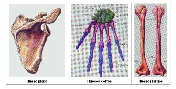 medicinatraumatologia: TIPOS DE HUESOS