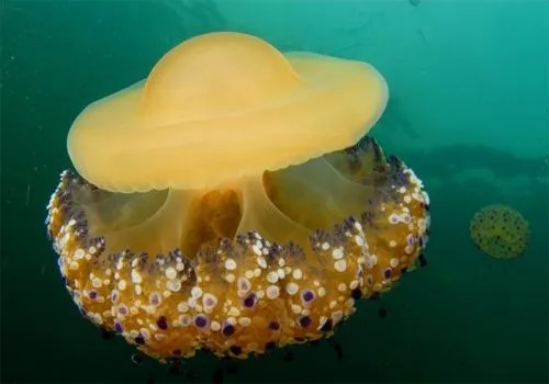 Medusas para hacer galletas, helados, pastas y lo que haga falta