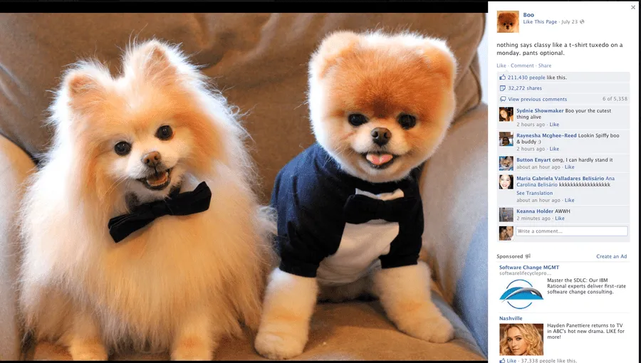 Meet Boo, 'The World's Cutest Dog'—And The Secret Facebook ...