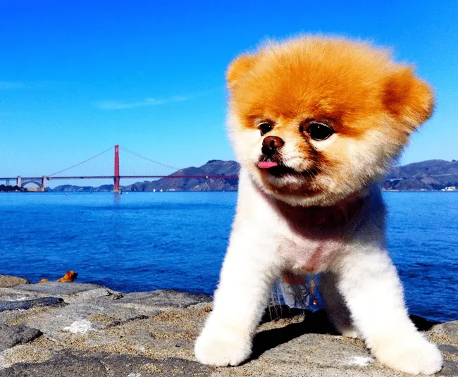 Meet Boo, 'The World's Cutest Dog'—And The Secret Facebook ...