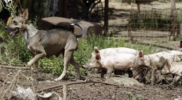 Meet the farm dog who lets piglets suckle on her · The42