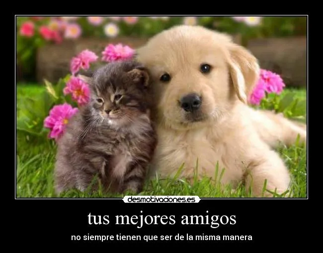 tus mejores amigos | Desmotivaciones