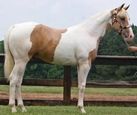 ALGUNOS DE LOS MEJORES CABALLOS DEL MUNDO