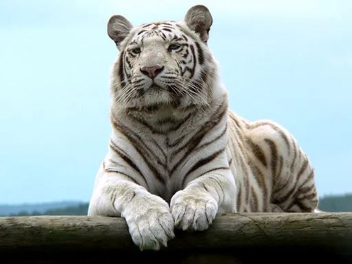 Los mejores fondos de escritorio: El Tigre de Bengala albino