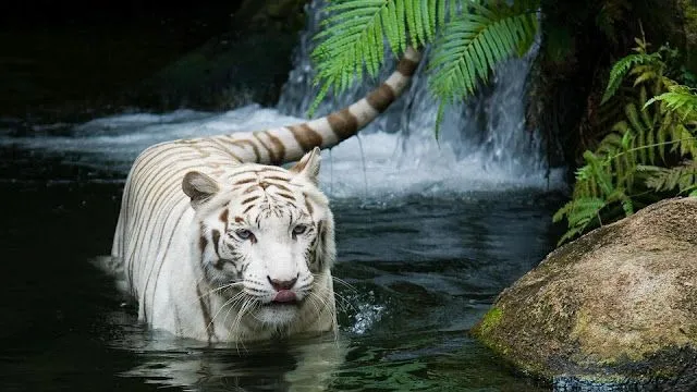 Wallpapers HD de tigres blancos - Imagui