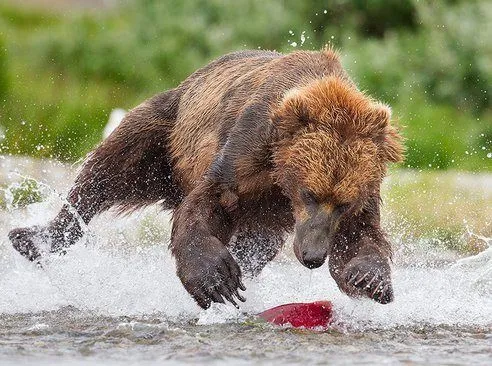 Las mejores fotos de animales salvajes