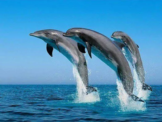 Las mejores fotos de delfines