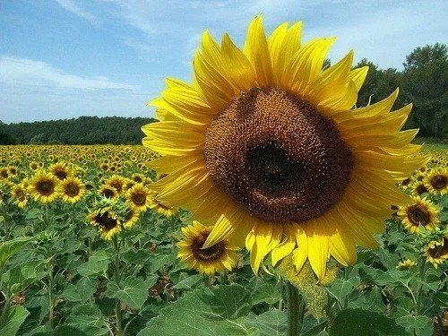 Girasoles con movimiento - Imagui