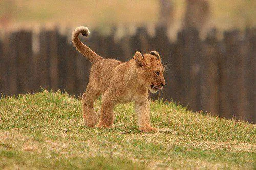 Las mejores fotos de Leones