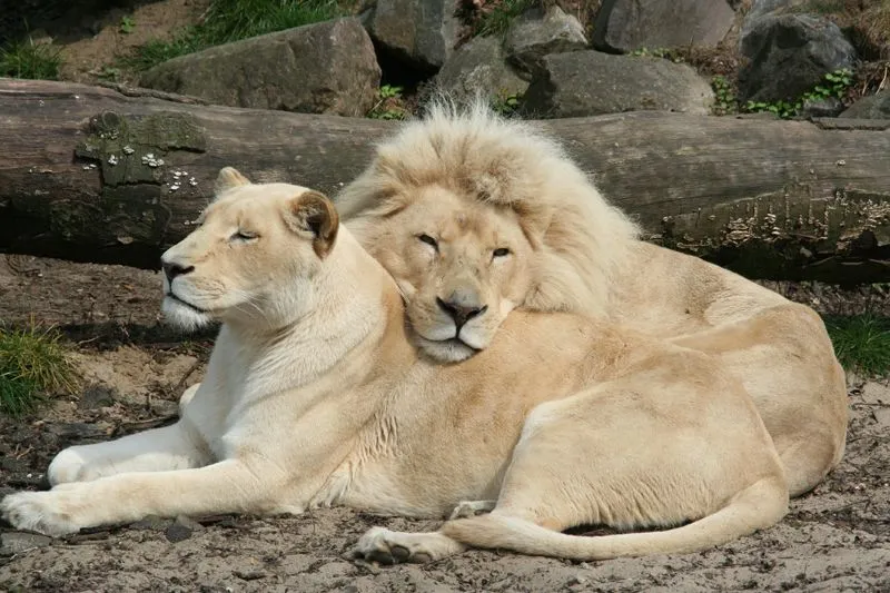 Las mejores fotos de leones nunca antes vistas - Taringa!