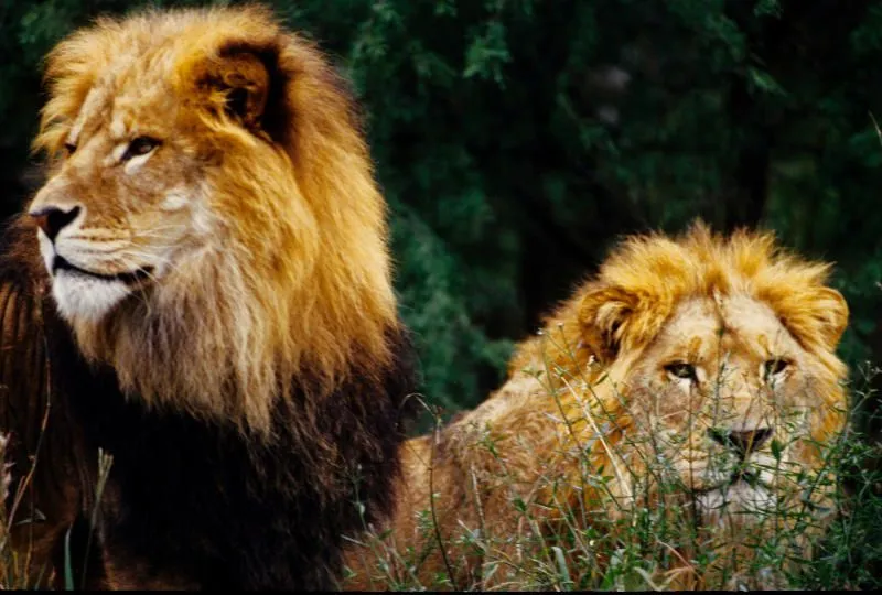 Las mejores fotos de leones nunca antes vistas - Taringa!