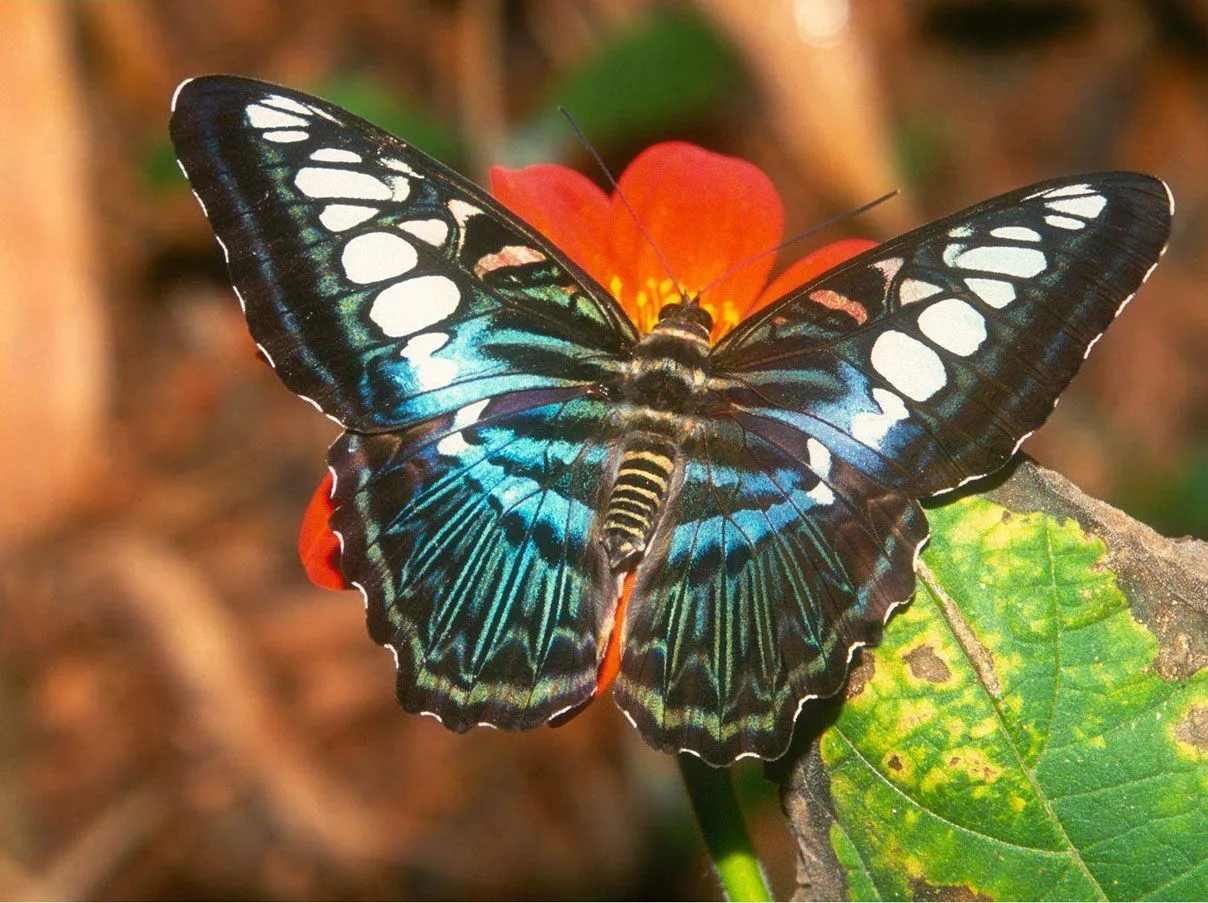 las mejores fotos de mariposas de colores - Taringa!