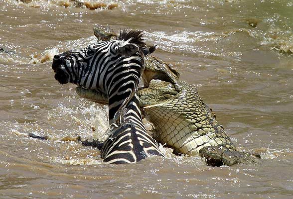 Las mejores fotos de naturaleza de 2008 - 20minutos.