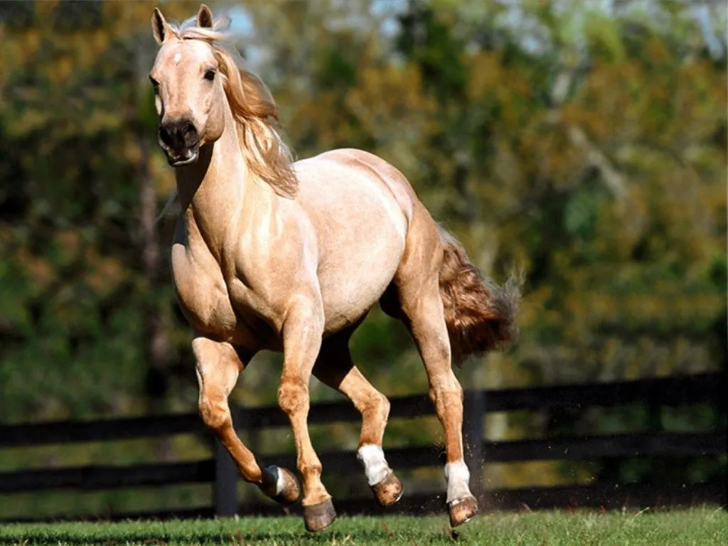 Las Mejores Imagenes de Caballos Blog De Fotografias | Imagenes Gratis