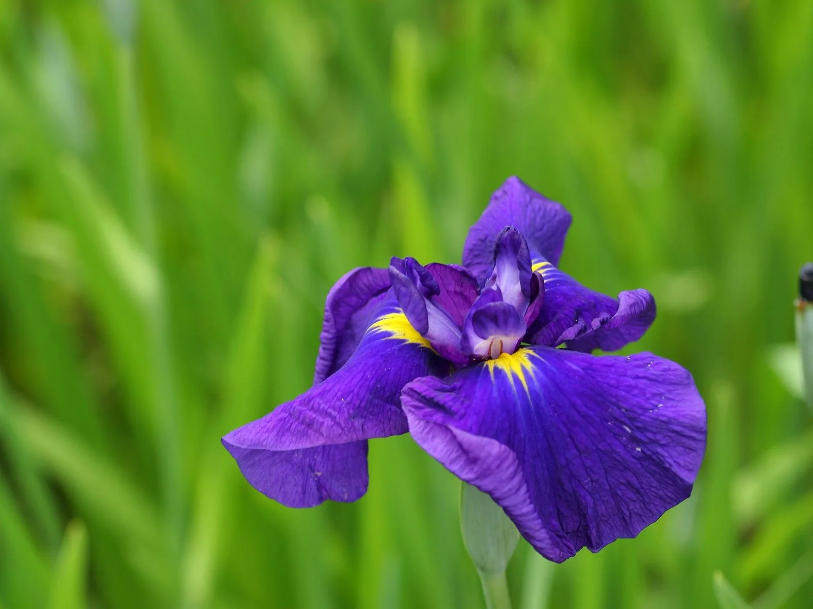 Las mejores imágenes de flores en el mundo (33 fotos) | Banco de ...