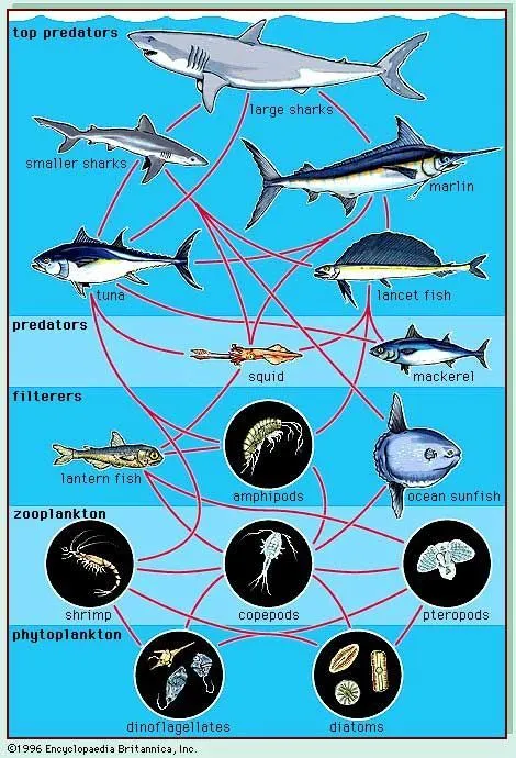 Las mejores imágenes del mar y los océanos están aquí