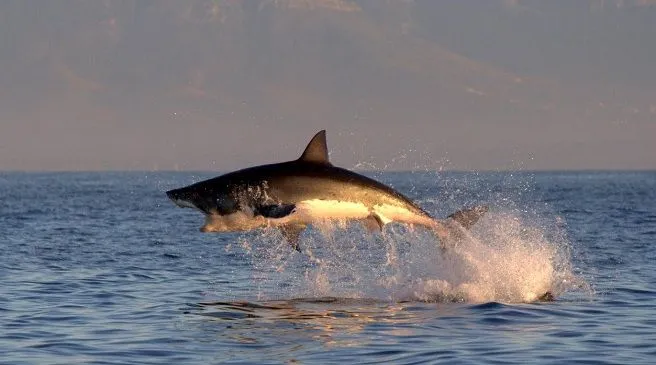 Los mejores lugares para bucear con tiburones