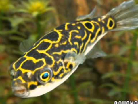 Los 6 mejores peces que ahi que comprar - YouTube