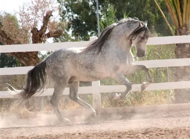 Las mejores razas ecuestres