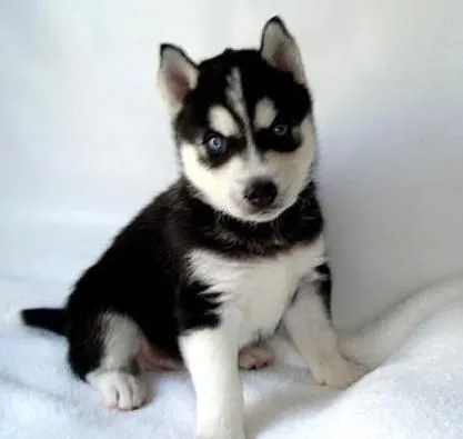 Perro lobo siberiano bebé - Imagui