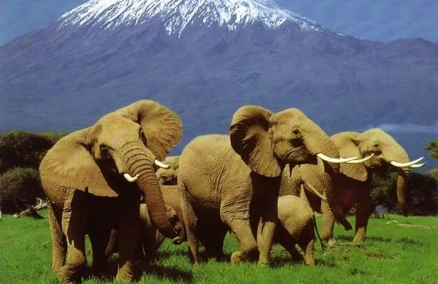 Los mejores safaris del mundo