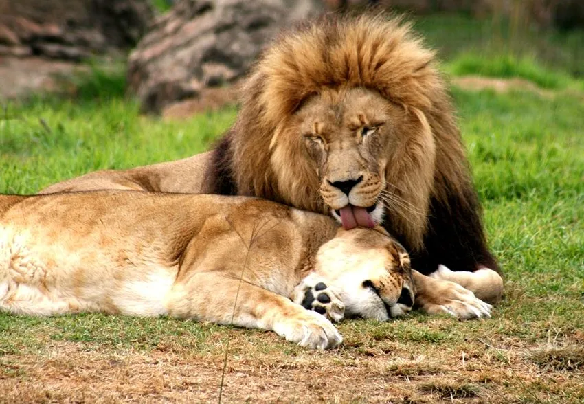 Melancolía: gestor de ensayos y poesías: Bruno eres un león