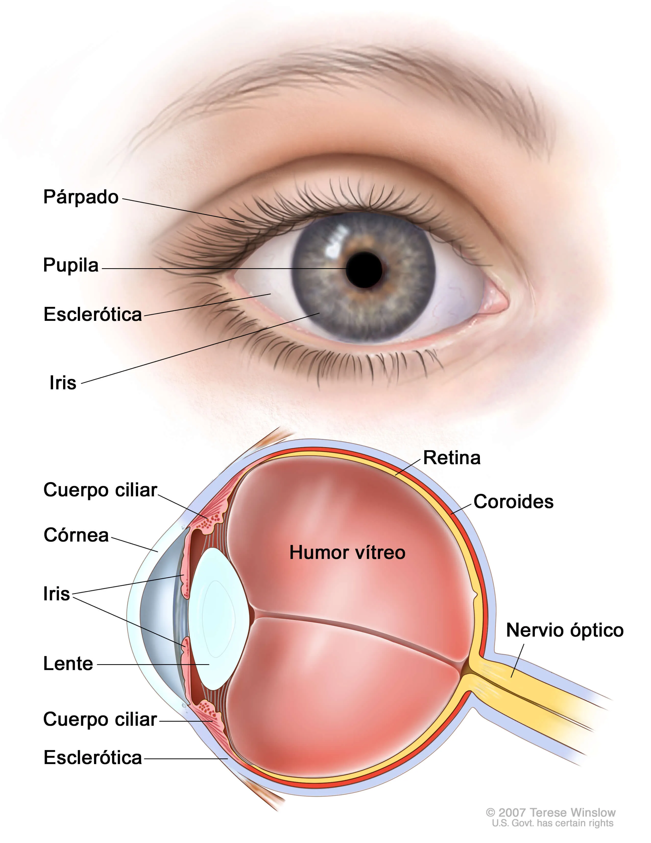 Melanoma ocular (ojo)—Versión para pacientes - National Cancer ...