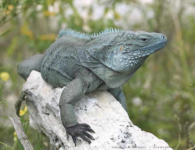 Melissa Kaplan's Herp and Green Iguana Information Collection