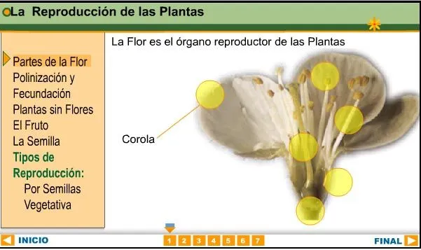 MELONS AND WATERMELON: REPRODUCCIÓN DE LAS PLANTAS