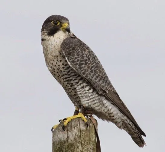 Memento Mori!: El misil viviente llamado Halcón Peregrino