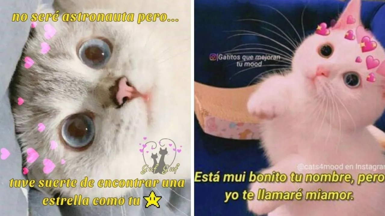 5 MEMES de gatitos con corazones y frases para dedicar en WhatsApp | Petlife