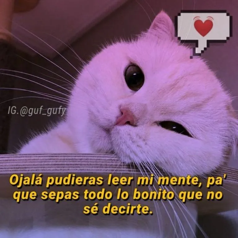 5 MEMES de gatitos tiernos con frases de amor para conquistar a ese crush  imposible | Petlife