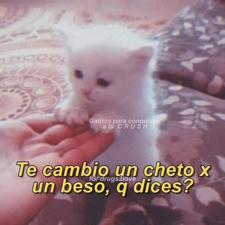 5 MEMES de gatitos tiernos con frases de amor para conquistar a ese crush  imposible | Petlife