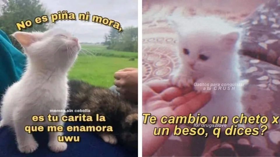 5 MEMES de gatitos tiernos con frases de amor para conquistar a ese crush  imposible | Petlife