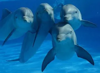 MEMORIA HUMANA II: Los delfines recuerdan a animales con los que ...