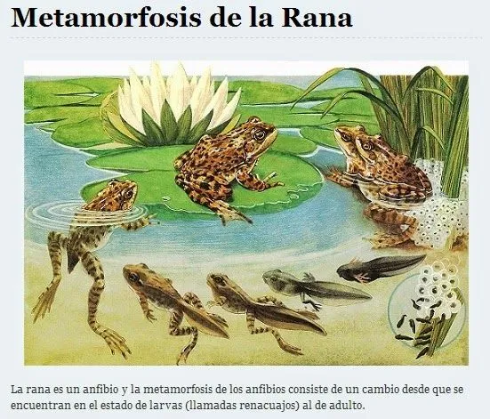 EN SU MEMORIA: METAMORFOSIS DE LA RANA