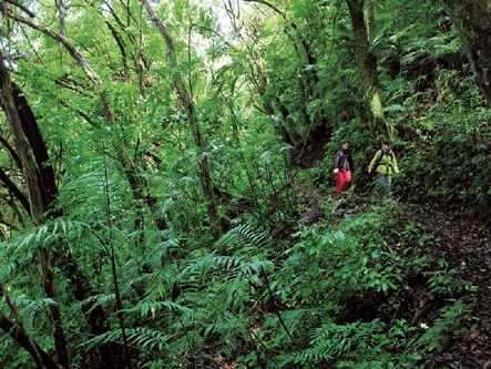 memorias tecnologicas jovanis ortiz 8a: EL NIÑO EN EL BOSQUE